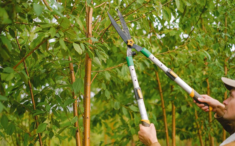 Tree trimming in Licking, MO