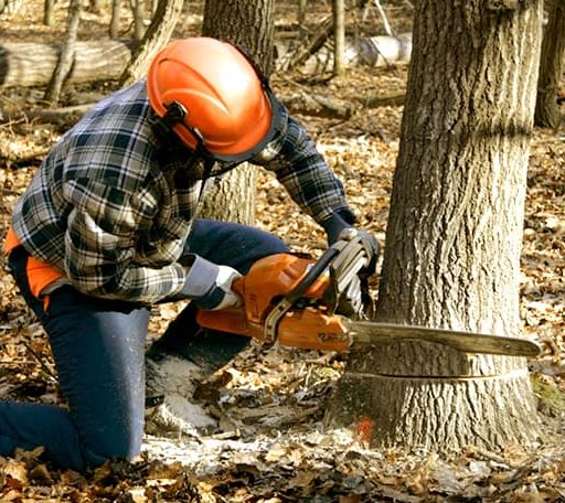 Tree Removal in Licking, MO